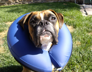Morbida e delicata: la camera d'aria gonfiabile impedisce al cane di raggiungere le ferite o lesioni.
<br>